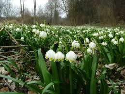 Rezerwat przyrody Śnieżyca wiosenna w Dwerniczku